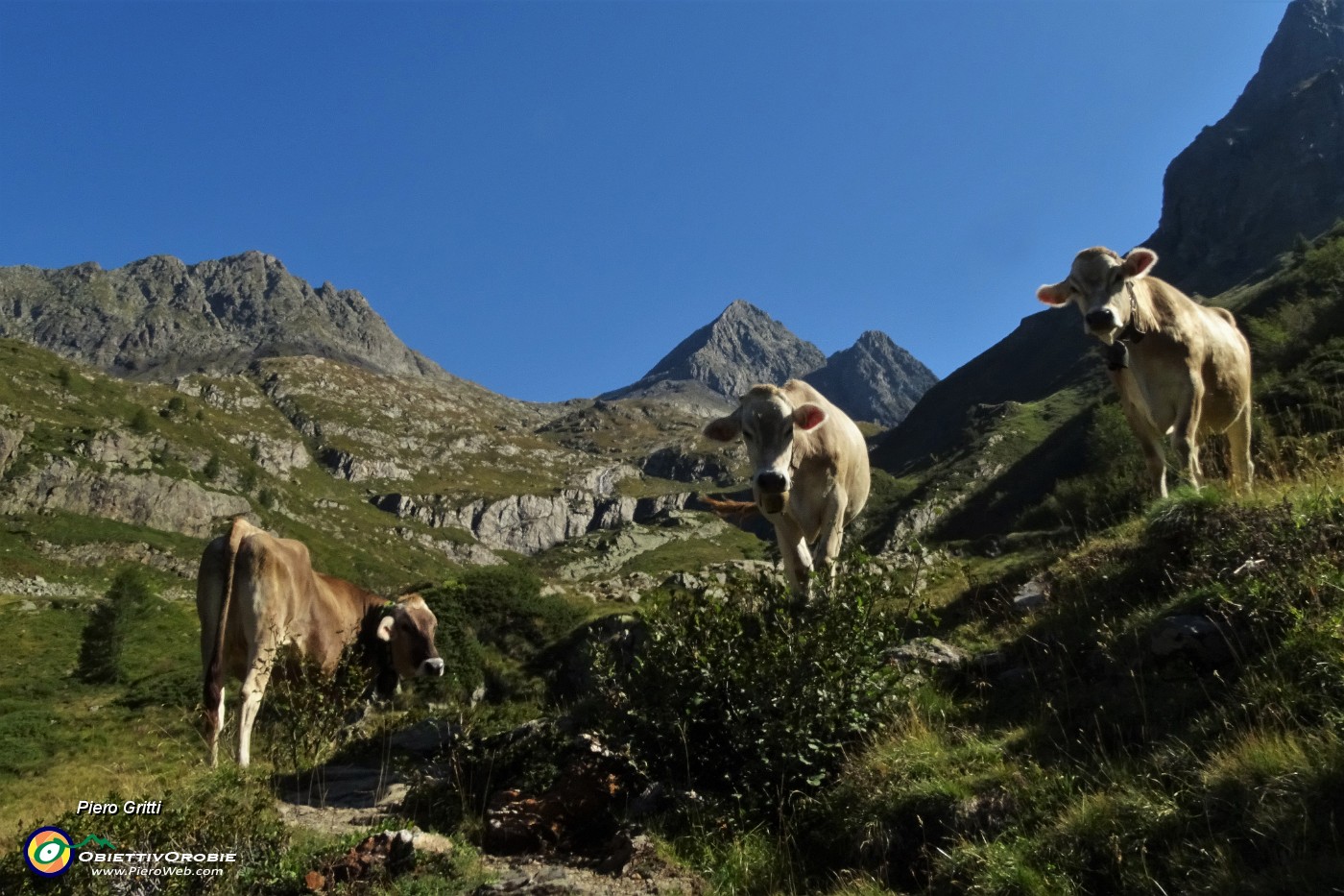 25 Tris di mucche con i Diavoli.JPG -                                